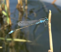 Ischnura fountaineae