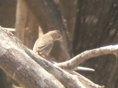 Coryphospingus cucullatus