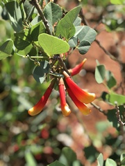 Erythrina acanthocarpa