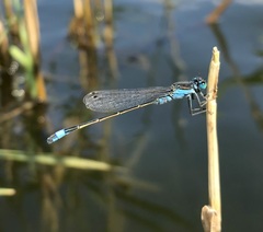 Ischnura fountaineae