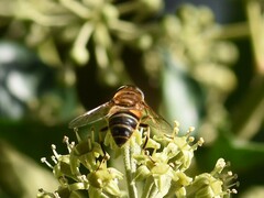 Eristalis similis