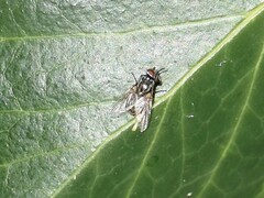 Musca autumnalis