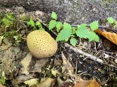 Scleroderma areolatum