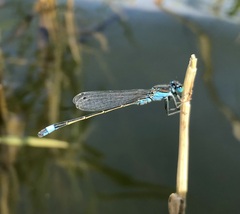 Ischnura fountaineae