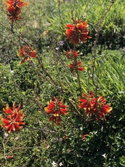 Erythrina acanthocarpa