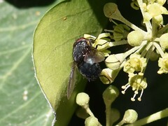 Calliphora vomitoria