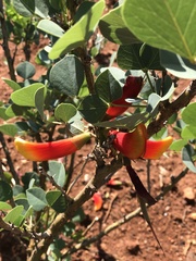 Erythrina acanthocarpa
