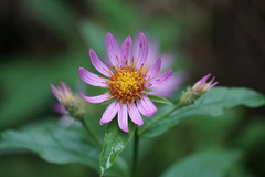 Eucephalus engelmannii