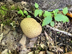 Scleroderma areolatum