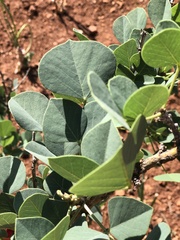 Erythrina acanthocarpa