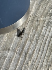 Cratichneumon