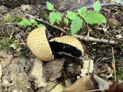 Scleroderma areolatum