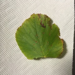 Tilia platyphyllos