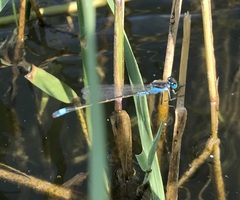 Ischnura fountaineae