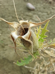 Mentzelia decapetala