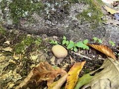 Scleroderma areolatum
