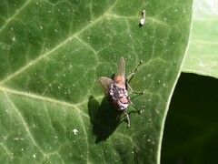 Graphomya maculata