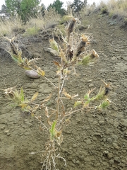 Mentzelia decapetala