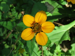 Sclerocarpus divaricatus