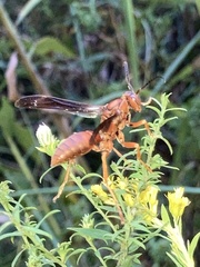 Polistes rubiginosus
