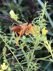 Polistes rubiginosus