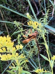 Polistes rubiginosus