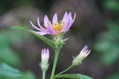 Eucephalus engelmannii