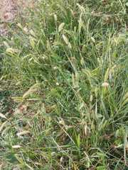 Setaria viridis viridis
