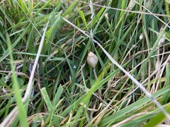 Psilocybe semilanceata