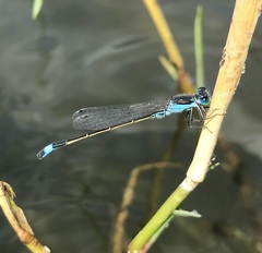 Ischnura fountaineae