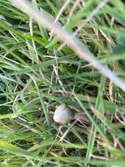 Psilocybe semilanceata