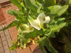 Zantedeschia