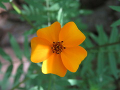 Tagetes