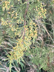 Cupressaceae