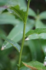 Eucephalus engelmannii