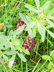 Medicago sativa