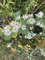 Symphyotrichum pilosum pilosum