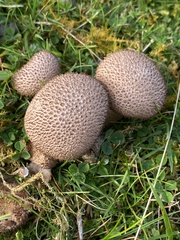 Lycoperdon nigrescens