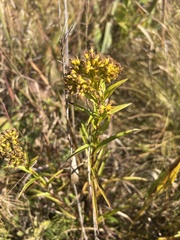 Solidago riddellii