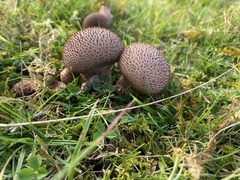 Lycoperdon nigrescens