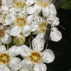 Molorchus bimaculatus