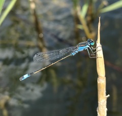 Ischnura fountaineae
