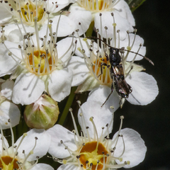 Molorchus bimaculatus