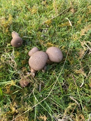 Lycoperdon nigrescens