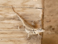 Tropidurus