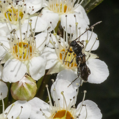 Molorchus bimaculatus