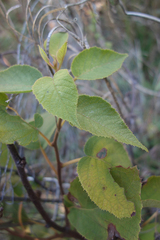 Actinidia chinensis