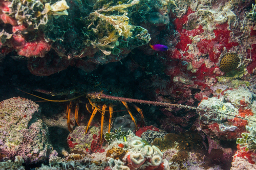 Panulirus meripurpuratus