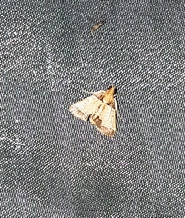 Hypanchyla