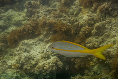 Ocyurus chrysurus